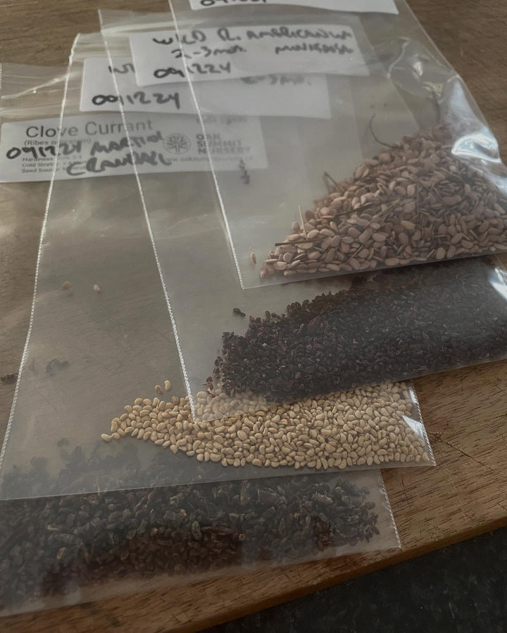 time to start seeds stratifying, image 1 of 3