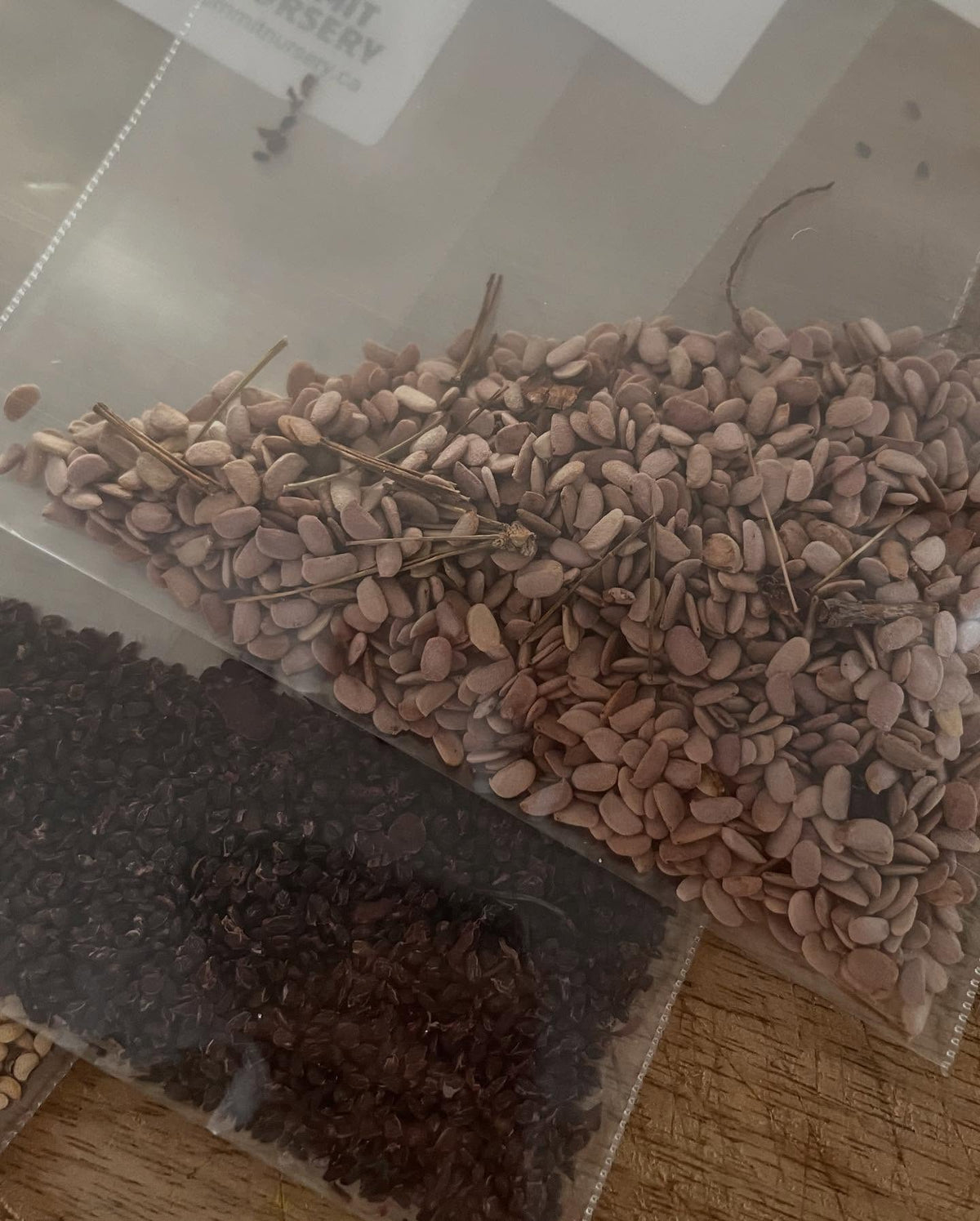 time to start seeds stratifying, image 2 of 3