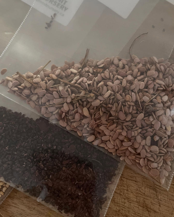 time to start seeds stratifying, image 2 of 3