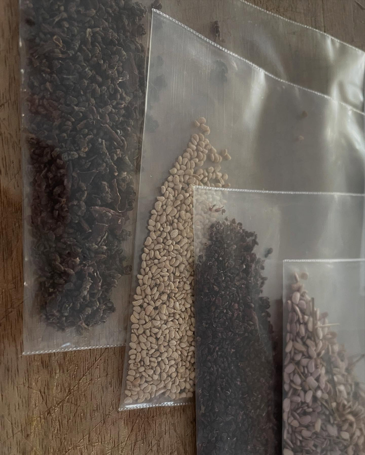 time to start seeds stratifying, image 3 of 3