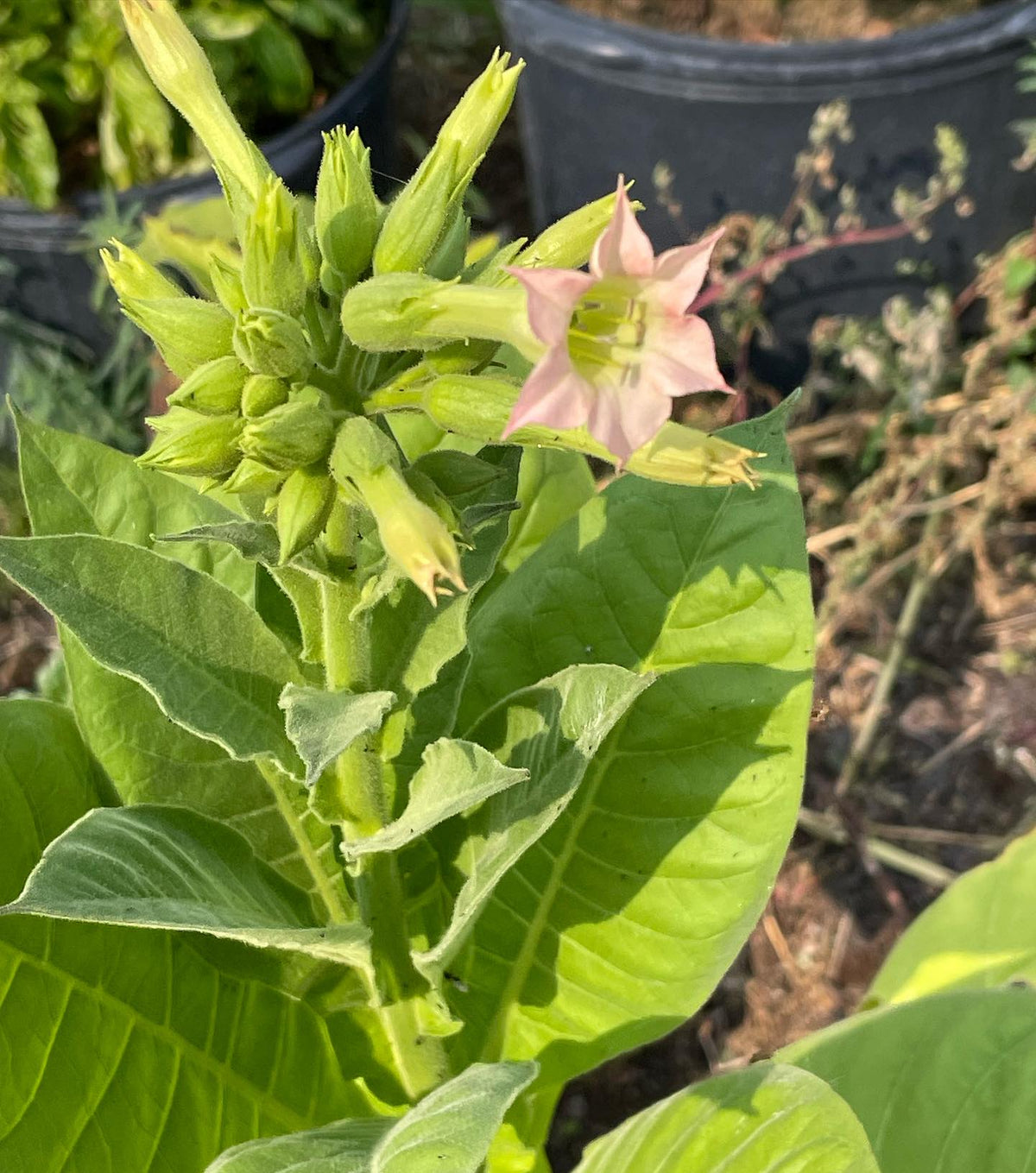 tobacco from seeds traded at a seedy saturday, claimed to be collected twelve years ago