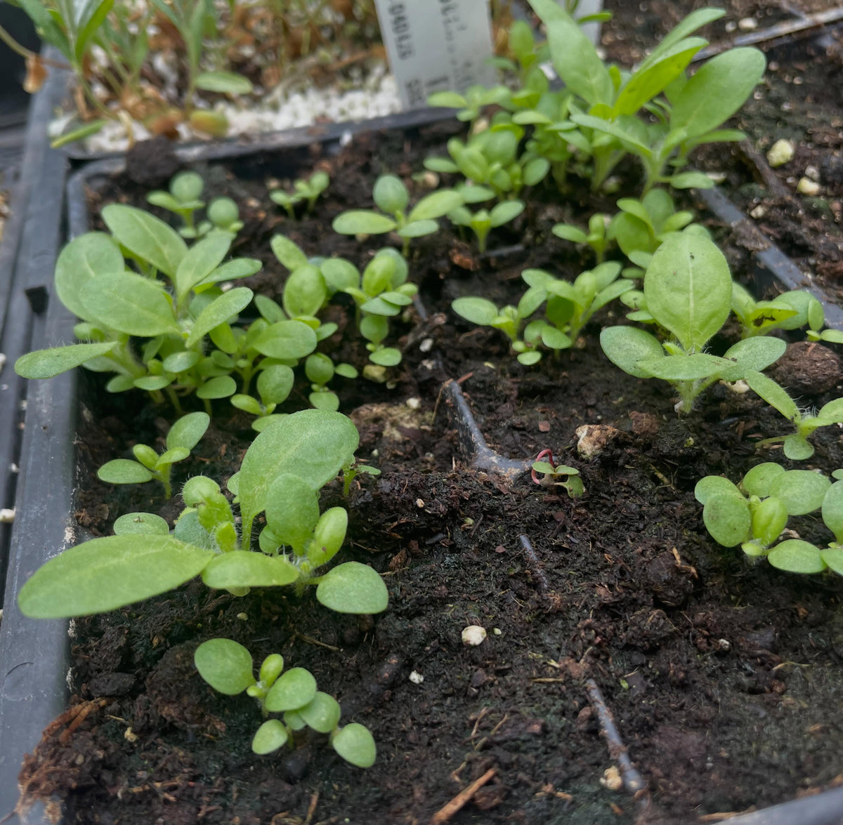 tobacco seedlings, about ready to pot up