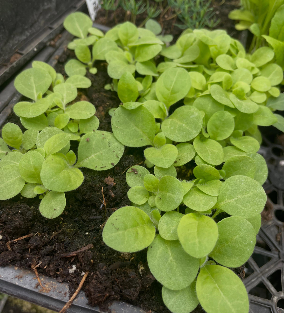 tobacco seedlings started about one month ago in the greenhouse