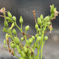 Tobacco Seeds (Nicotiana tabacum) - Annual - 250+ Seeds