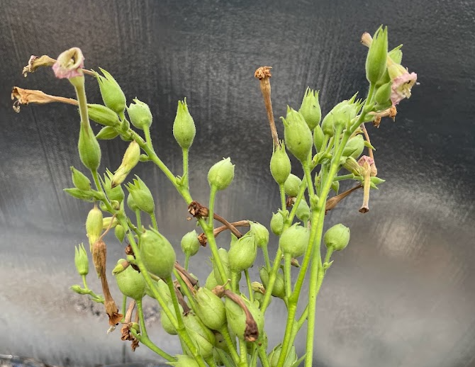 Tobacco Seeds (Nicotiana tabacum) - Annual - 250+ Seeds