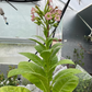 Tobacco Seeds (Nicotiana tabacum) - Annual - 250+ Seeds