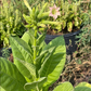 Tobacco Seeds (Nicotiana tabacum) - Annual - 250+ Seeds