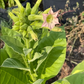 Tobacco Seeds (Nicotiana tabacum) - Annual - 250+ Seeds
