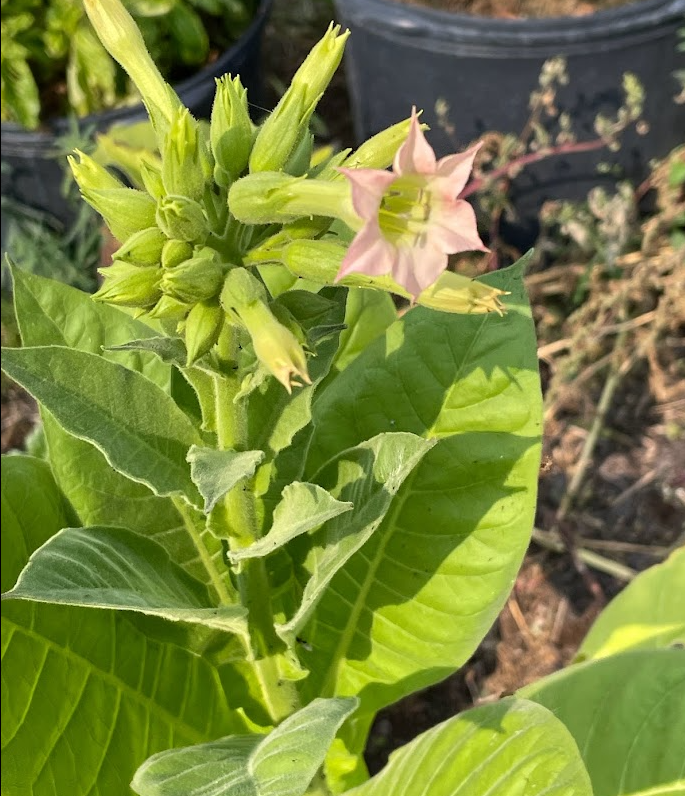 Tobacco Seeds (Nicotiana tabacum) - Annual - 250+ Seeds