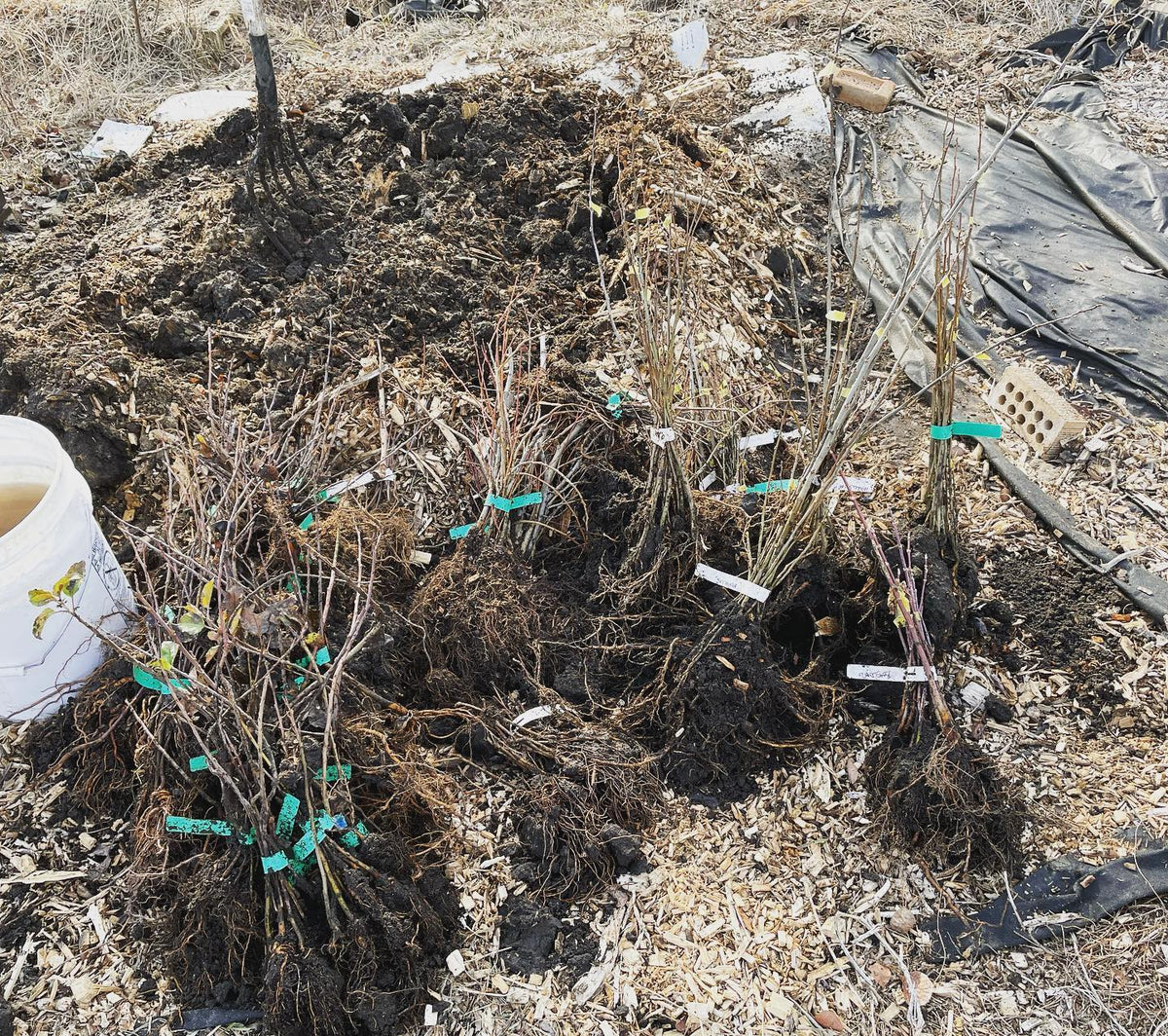 today the ground was finally thawed enough to dig up our heeled in trees from the fall, grown in our raised beds