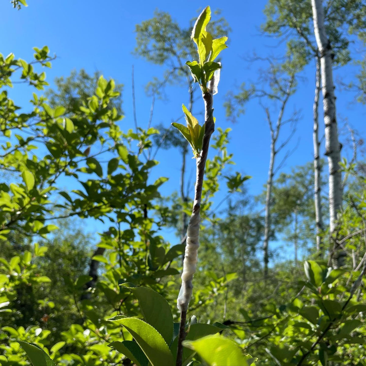 Toka plum grafted to wild choke cherry #prunus #grafting