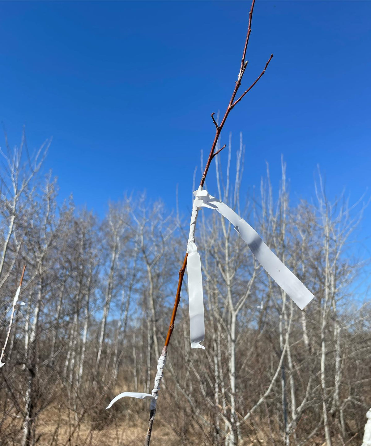 toka plum interstem for cherry plum on chokecherry stock