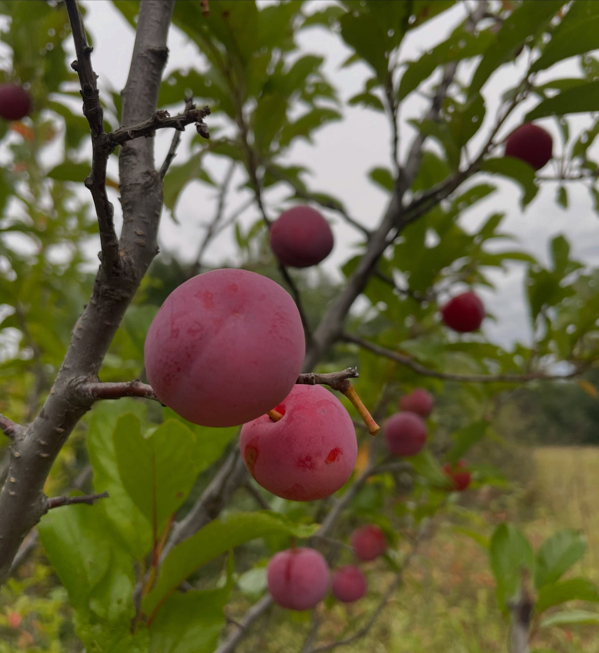 Toka plum ripening on chokecherry rootstock, photograph 1 of 3