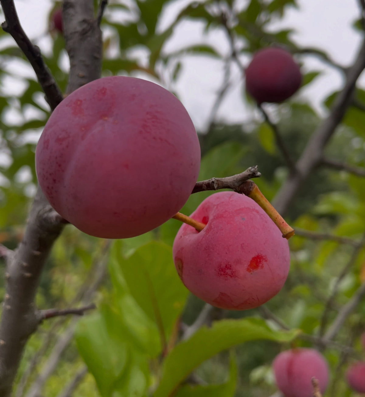 Toka plum ripening on chokecherry rootstock, photograph 2 of 3