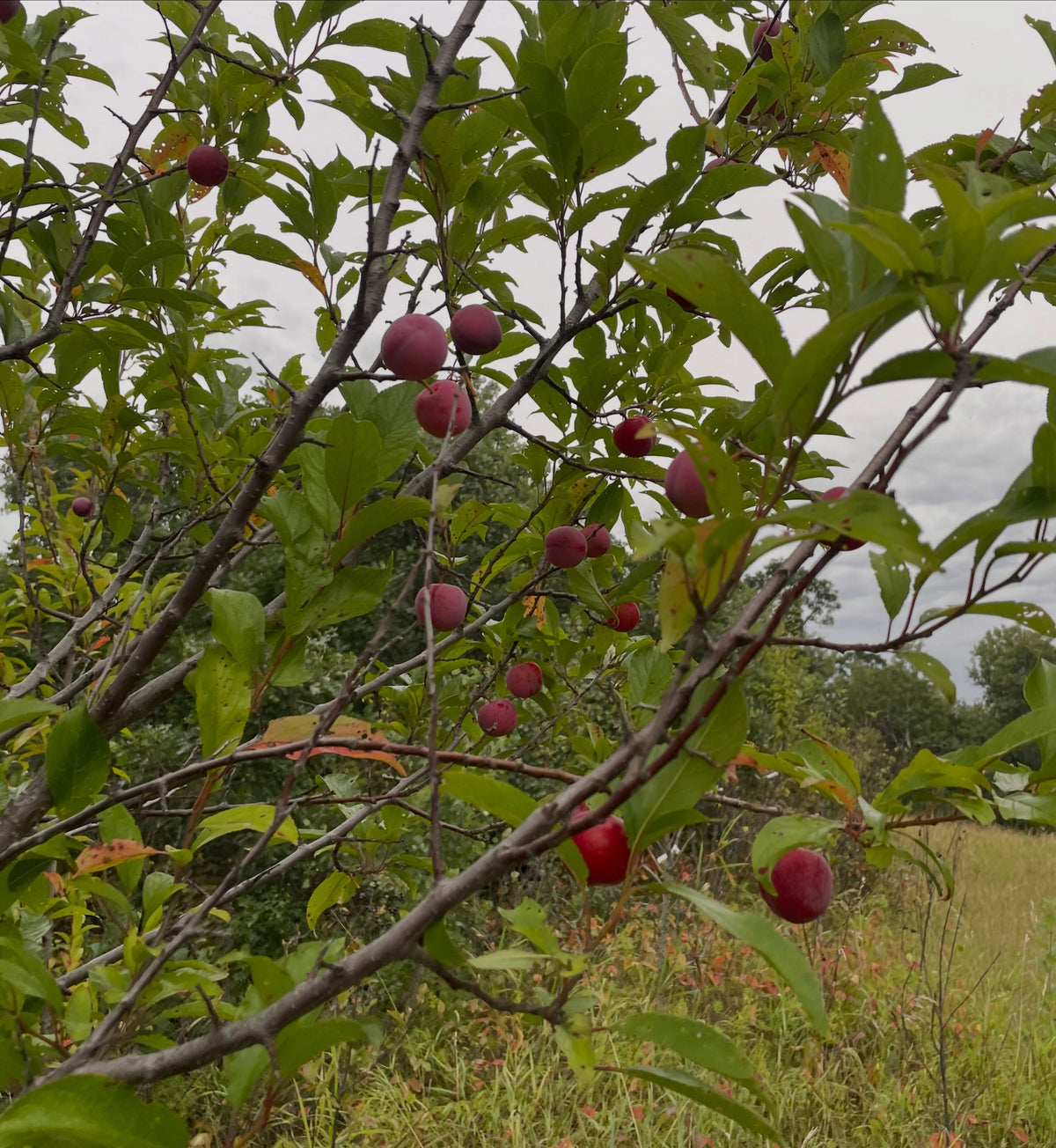 Toka plum ripening on chokecherry rootstock, photograph 3 of 3