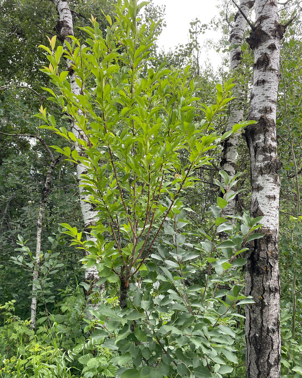 toka plum on chokecherry grafted last spring