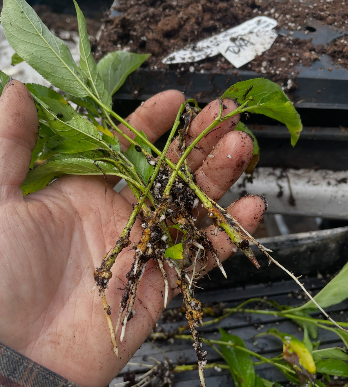 toka plum, on its own roots