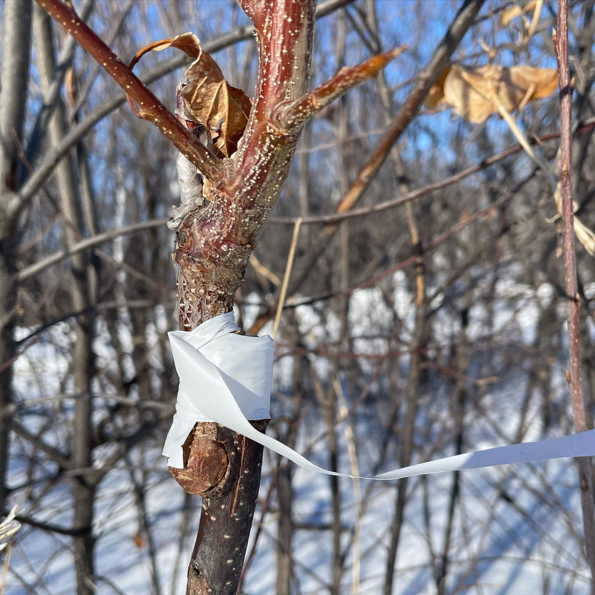 Toka plum on wild chokecherry grafts, image 1 of 2