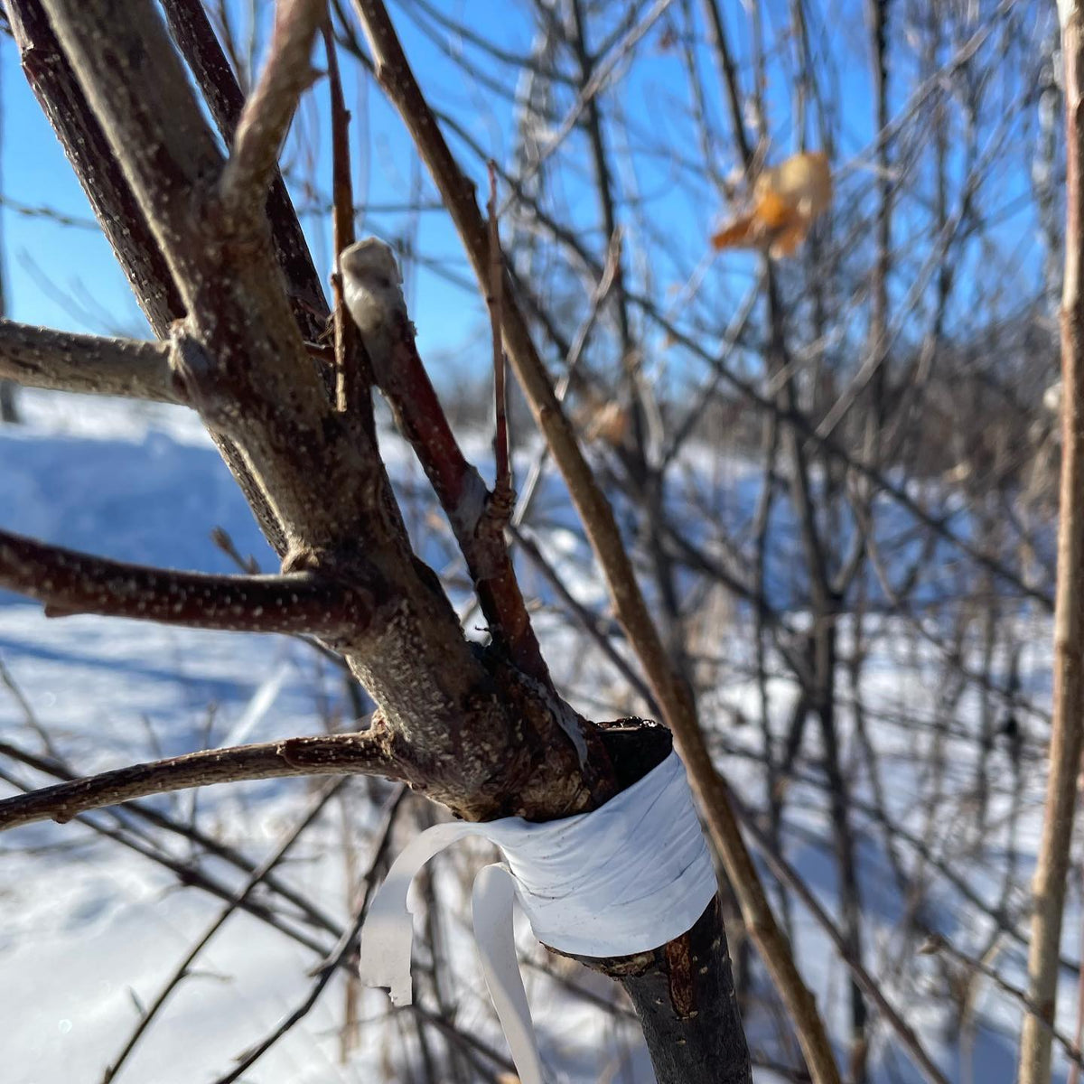 Toka plum on wild chokecherry grafts, image 2 of 2