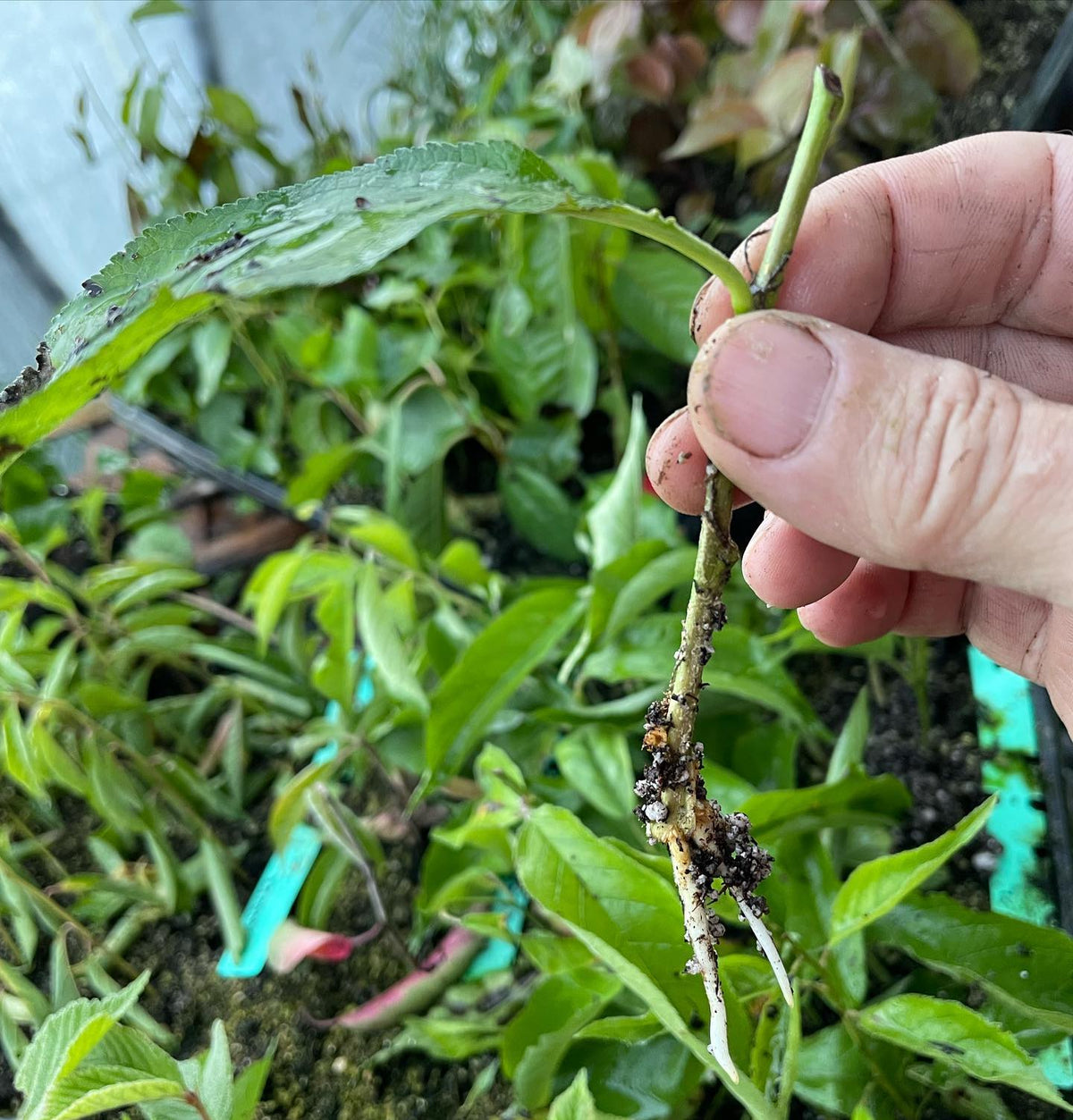 Toka plum rooted cutting
