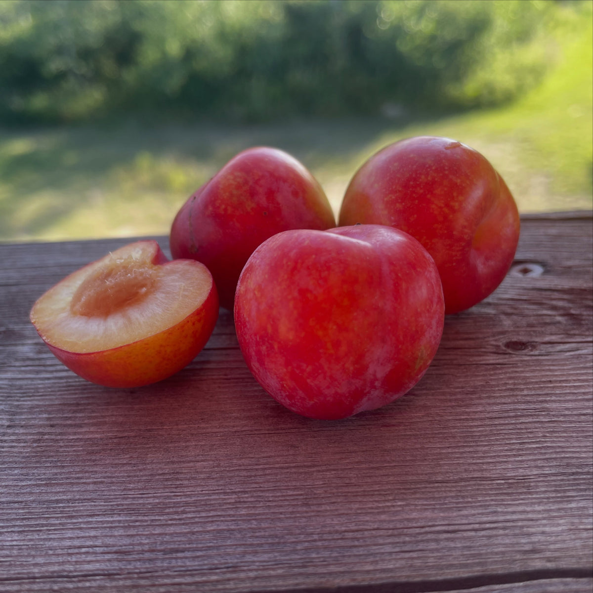 Toka plum ripening and own-root propagation, photograph 1 of 3