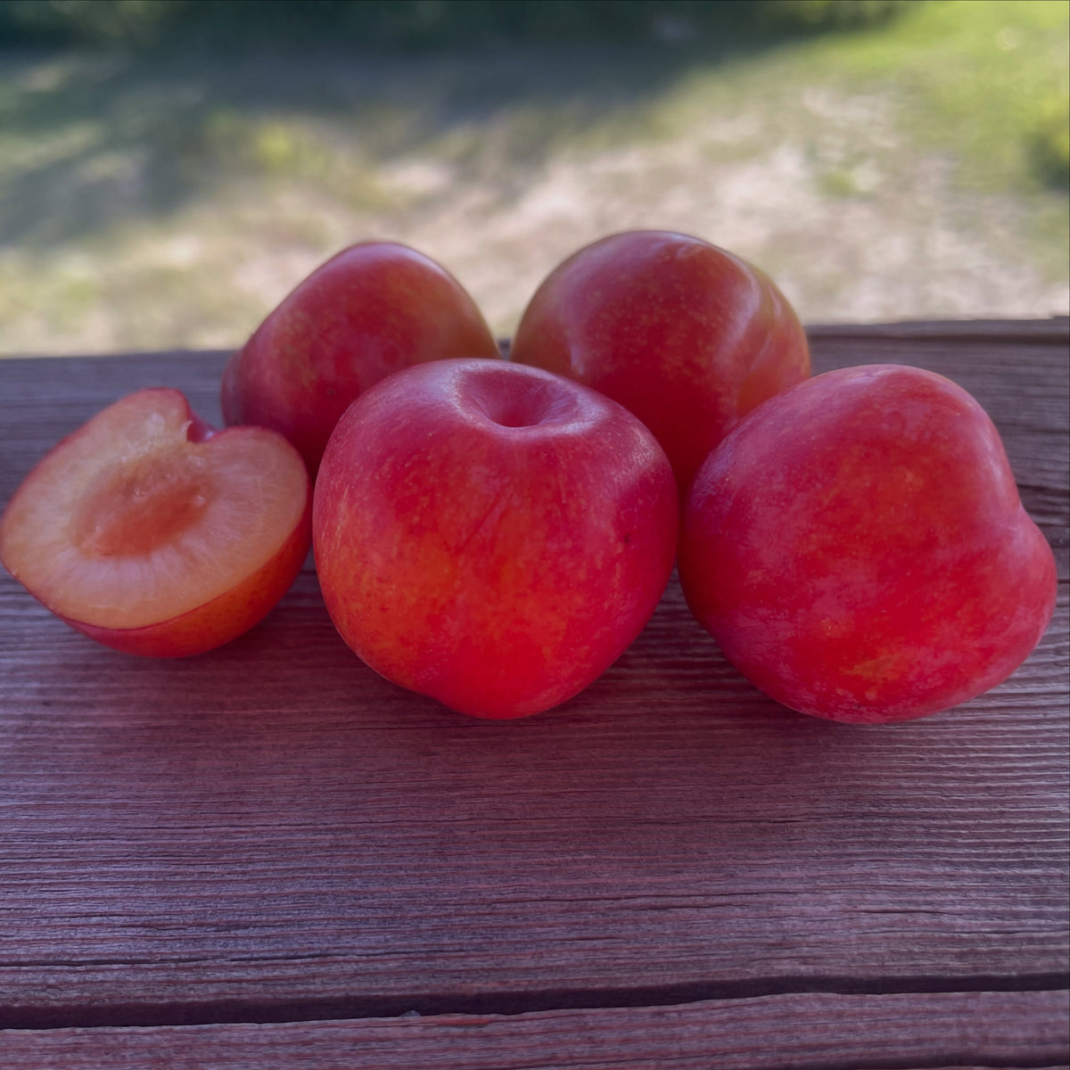 Toka plum ripening and own-root propagation, photograph 2 of 3