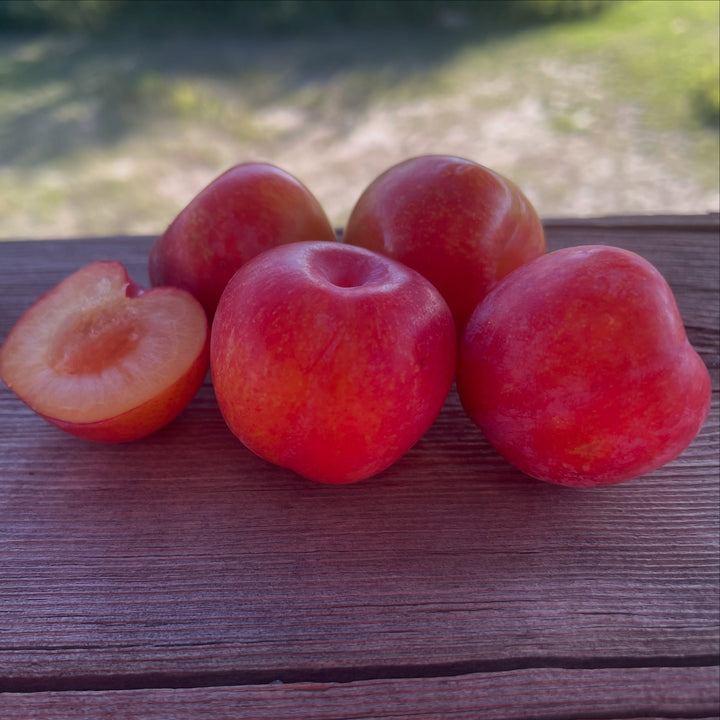 Toka plum ripening and own-root propagation, image 2 of 3