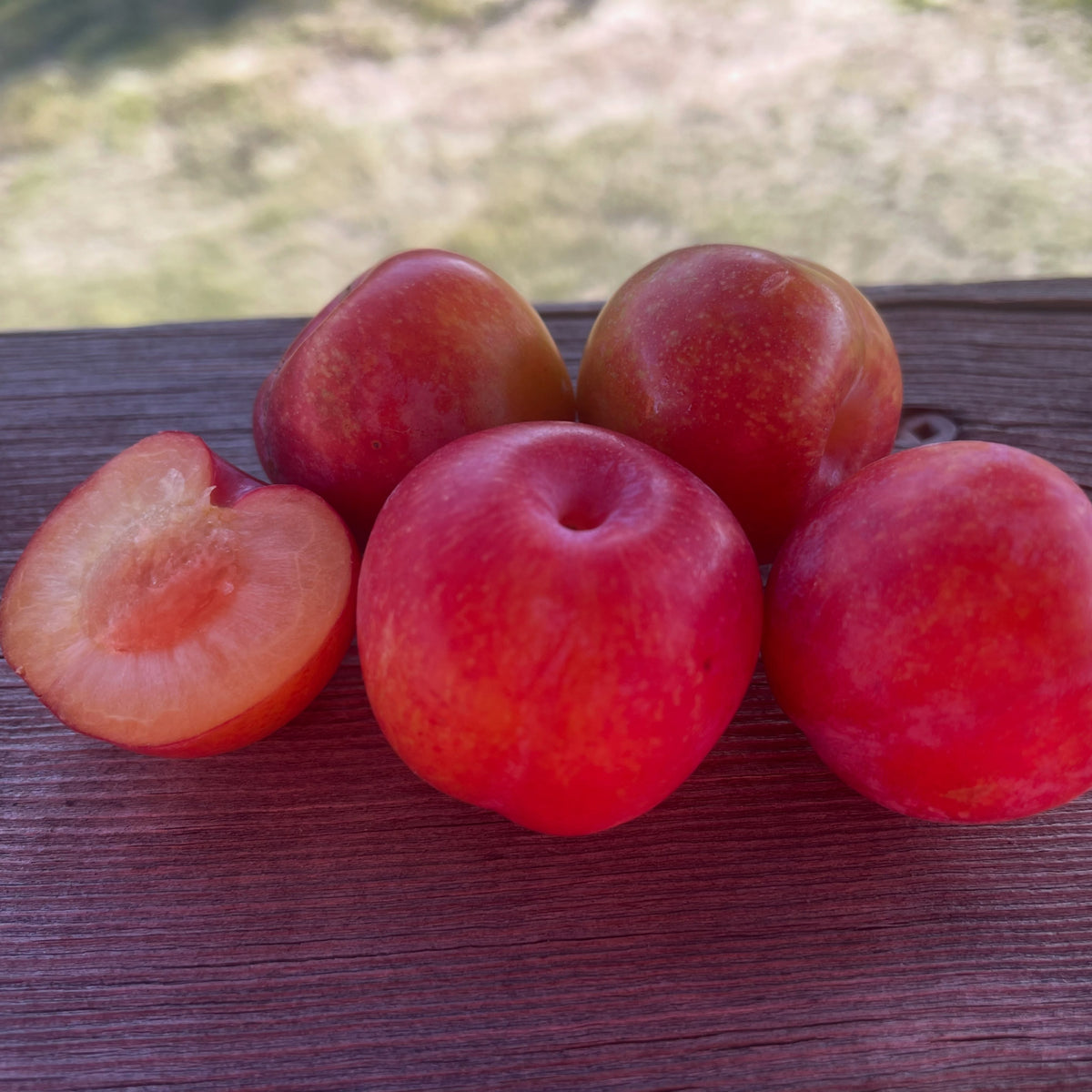 Toka plum ripening and own-root propagation, photograph 3 of 3