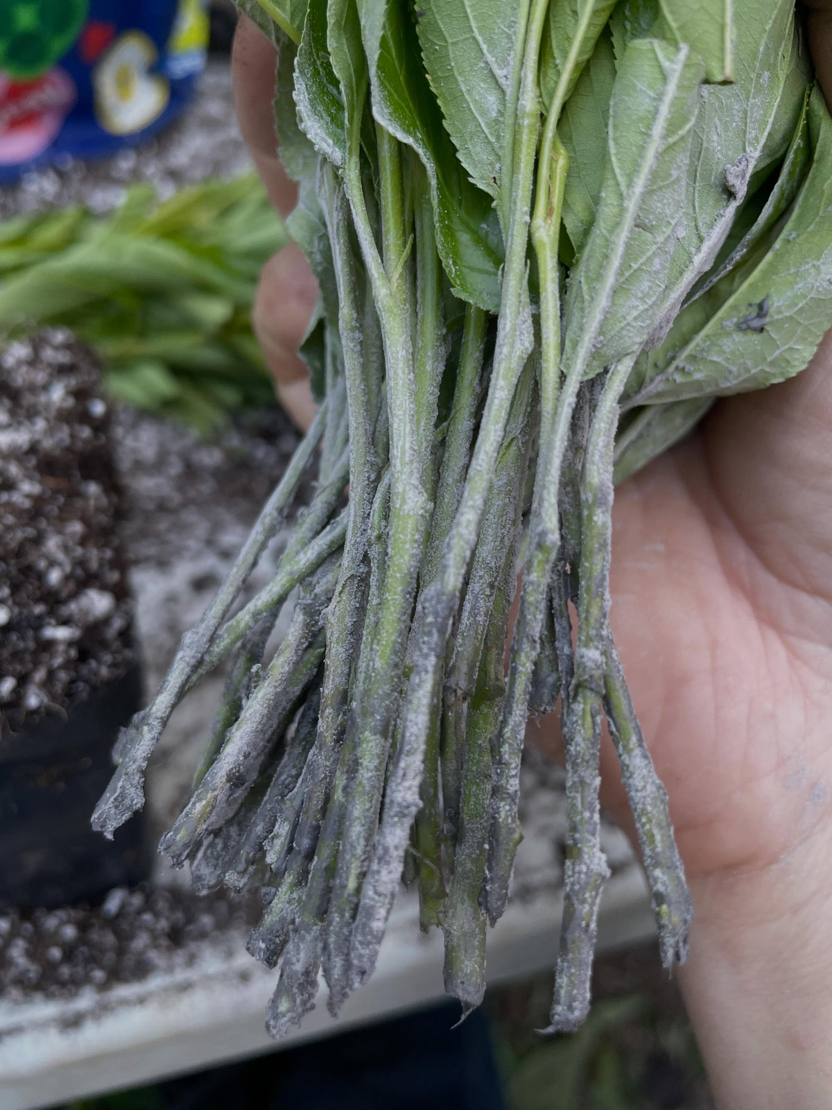 toka softwood cuttings, a hybrid plum tree that has some cool traits, it's crossed with Simonii the chinese apricot, image 2 of 5