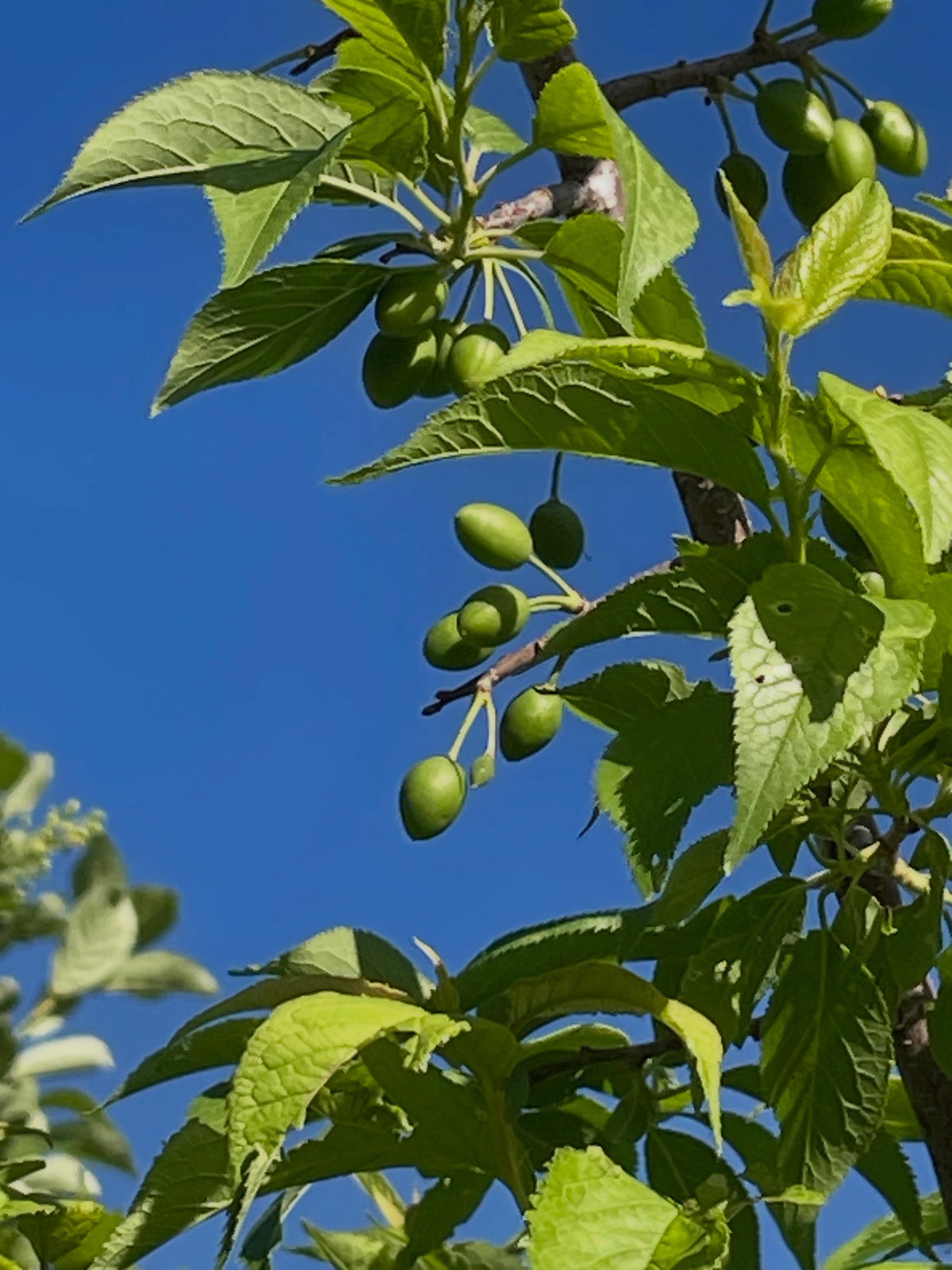 toka softwood cuttings, a hybrid plum tree that has some cool traits, it's crossed with Simonii the chinese apricot, image 3 of 5
