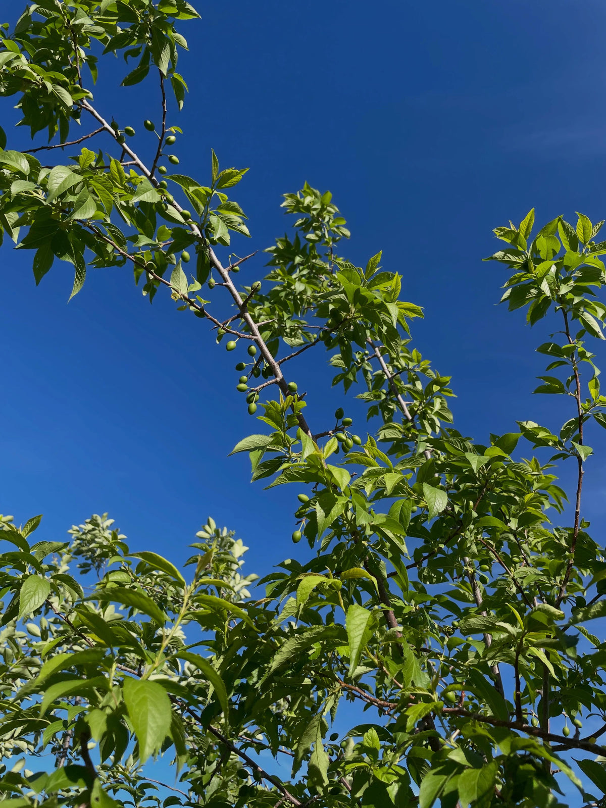 toka softwood cuttings, a hybrid plum tree that has some cool traits, it's crossed with Simonii the chinese apricot, image 4 of 5