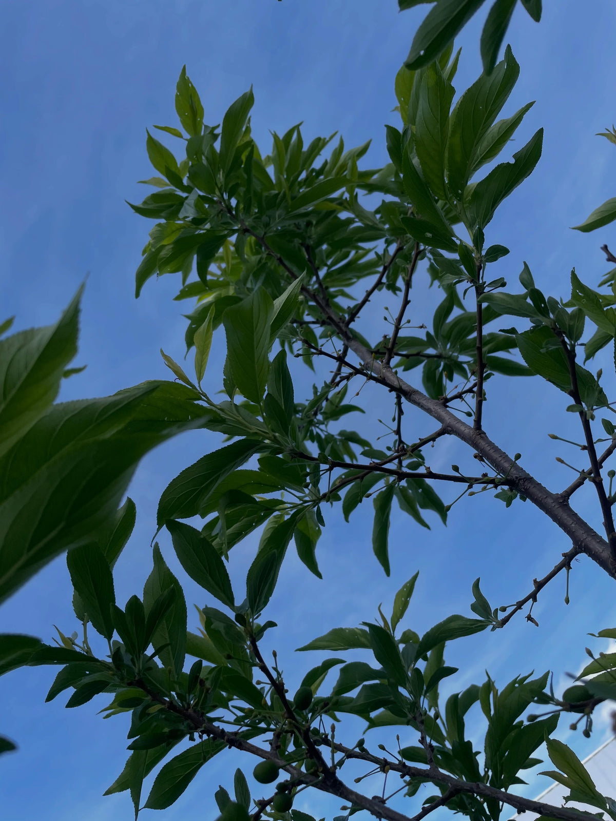 toka softwood cuttings, a hybrid plum tree that has some cool traits, it's crossed with Simonii the chinese apricot, image 5 of 5