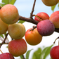 Toka Plum (Prunus americana x Prunus simonii) - Zone 3