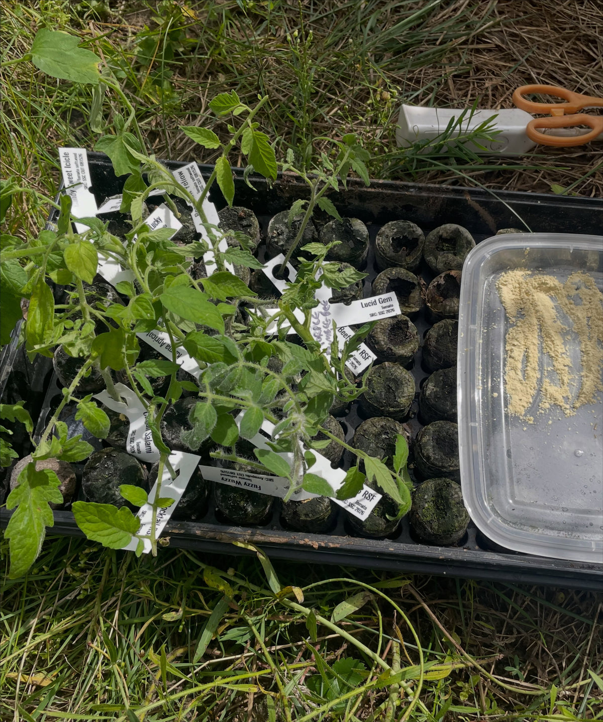 Rooting tomato clones under mist, image 1 of 3