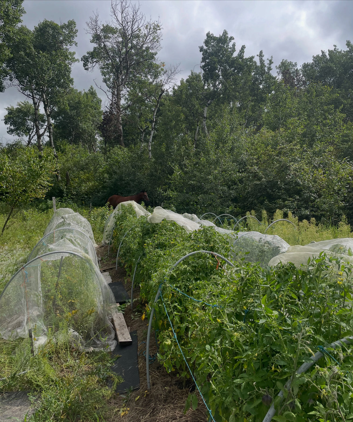 Rooting tomato clones under mist, image 2 of 3