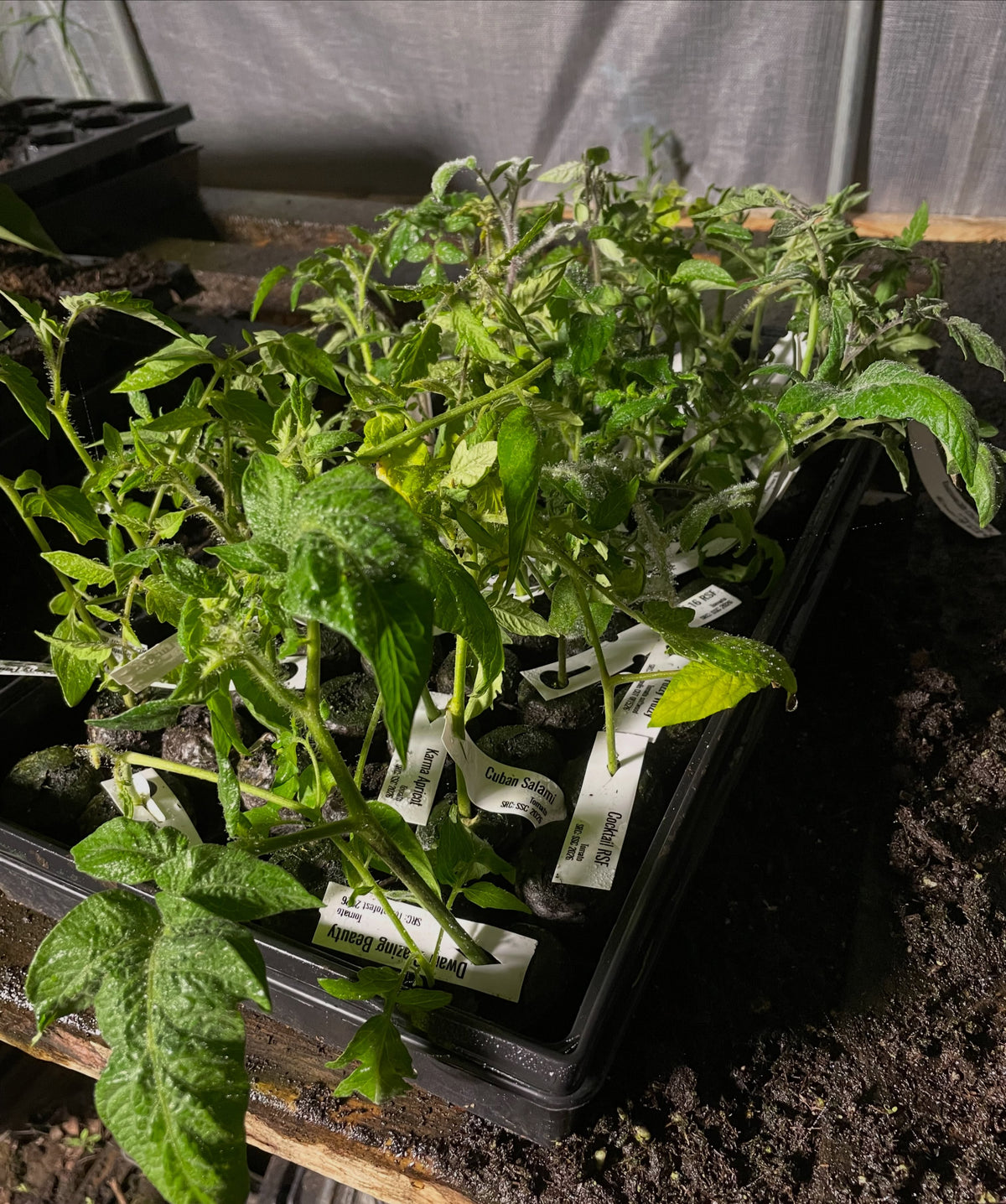 Rooting tomato clones under mist, image 3 of 3