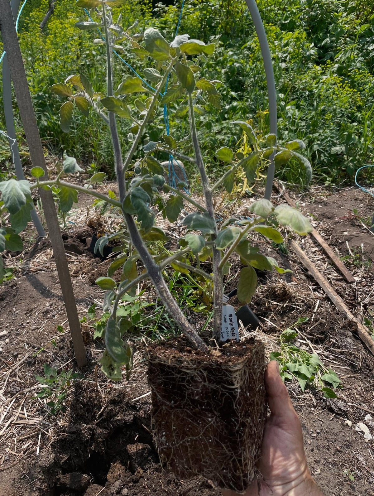 tomatoes a little behind going in the ground but I like how they're doing in these pots, image 2 of 2