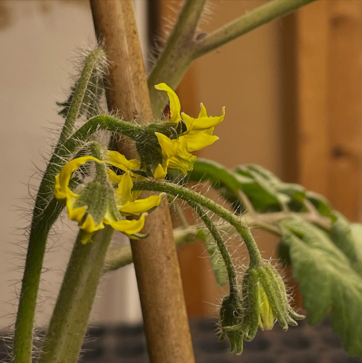tomatoes flowering at about 30-35 days, image 1 of 3