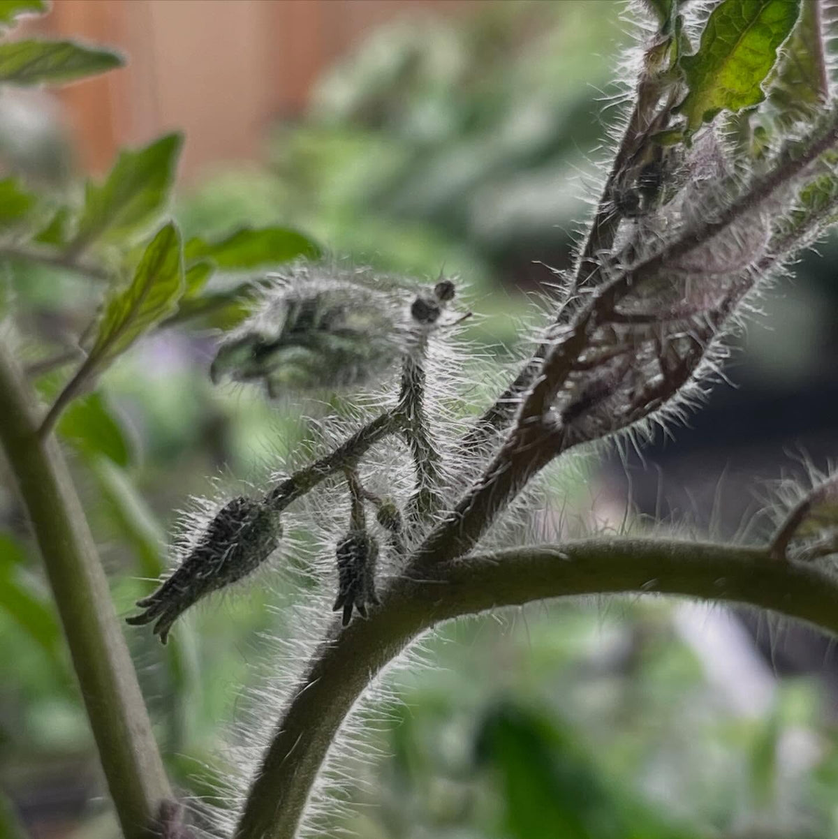 tomatoes flowering at about 30-35 days, image 2 of 3