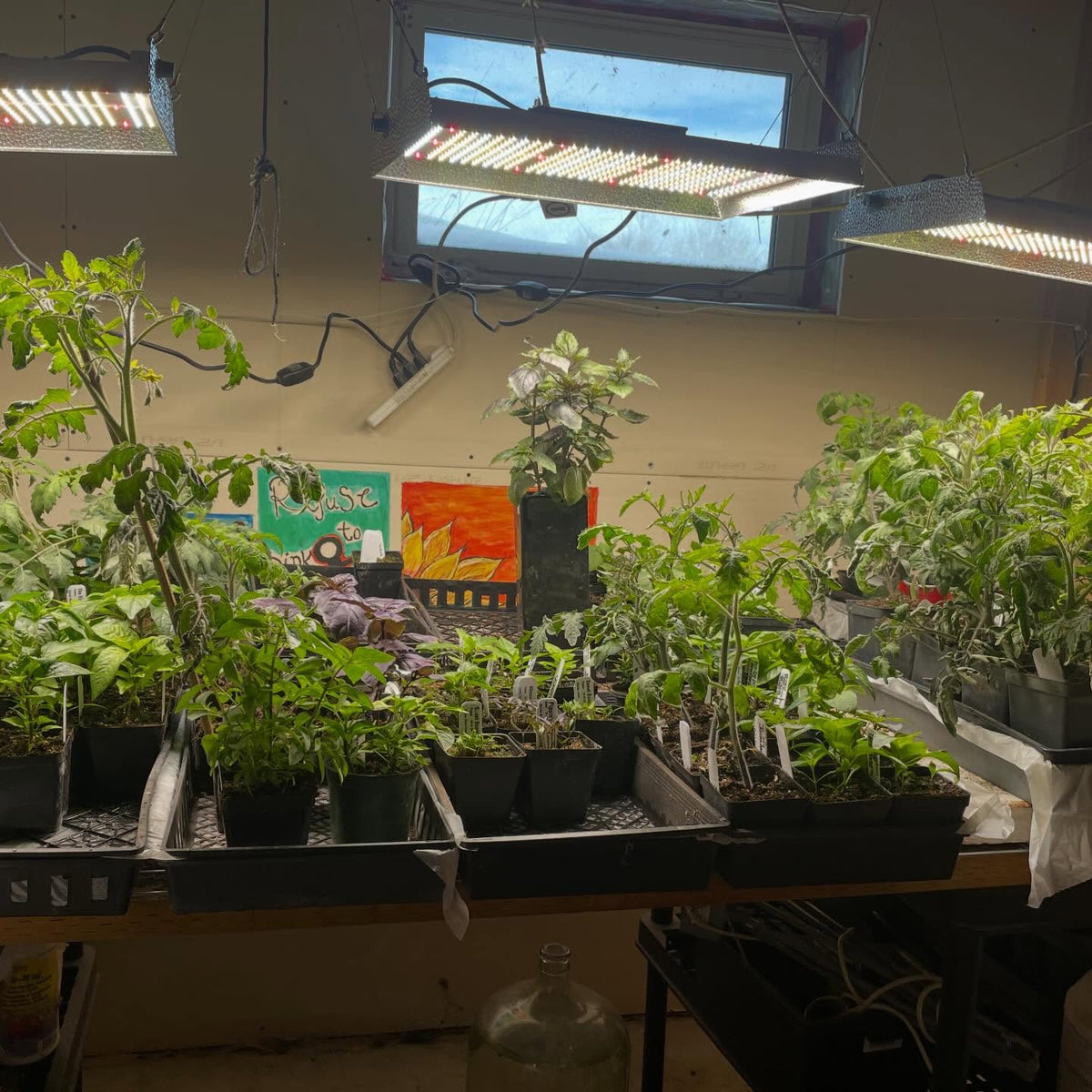 tomatoes flowering at about 30-35 days, image 3 of 3