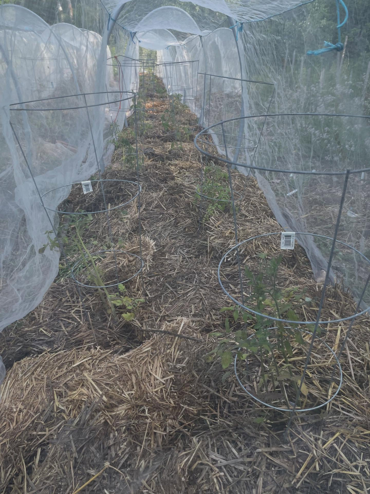 tomatoes growing inside these tents, image 1 of 2