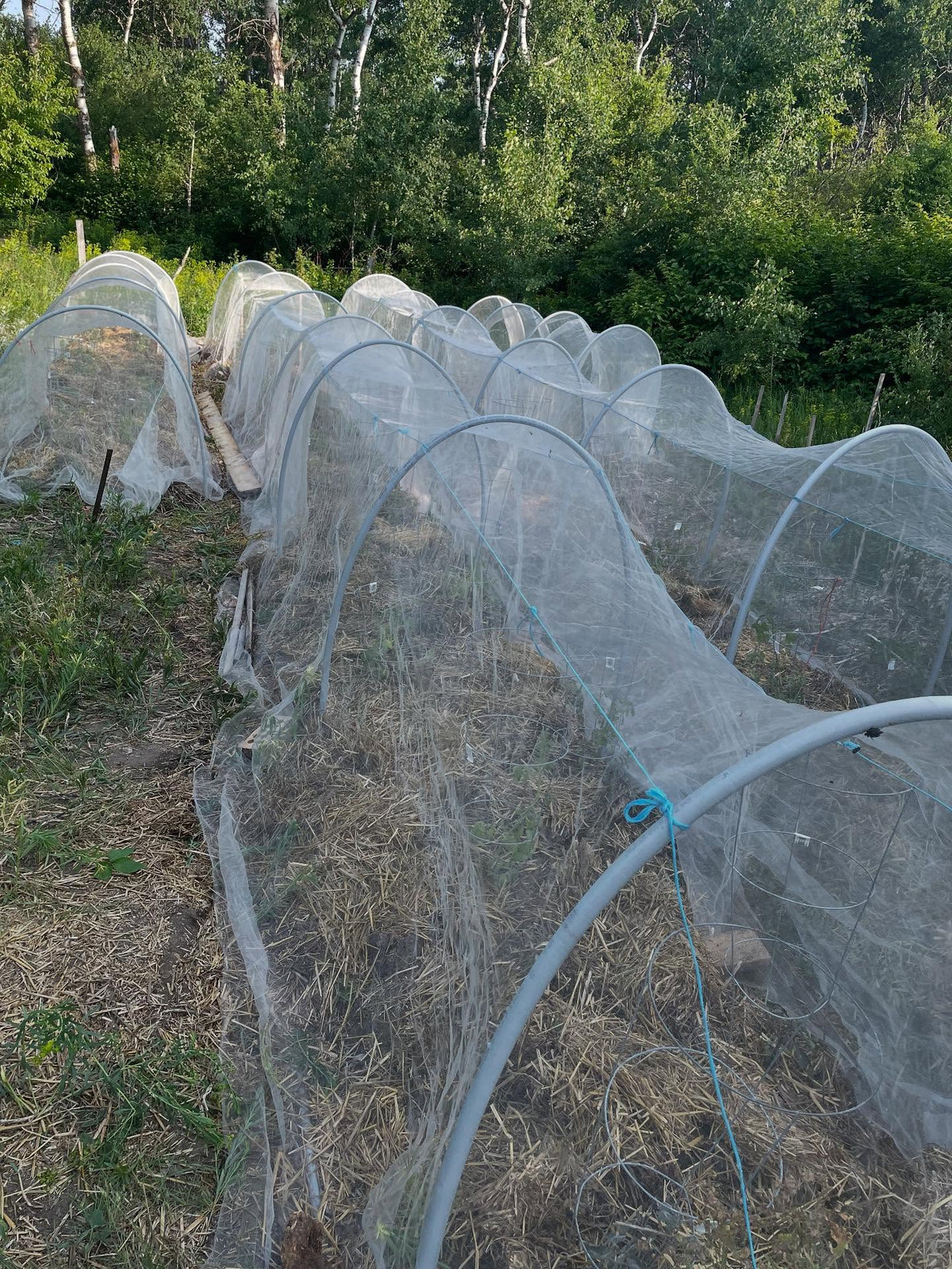 tomatoes growing inside these tents, image 2 of 2