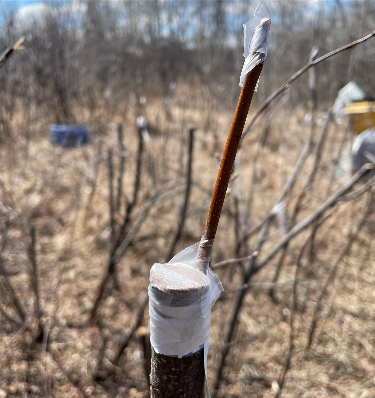 top working chokecherry this week, image 1 of 2