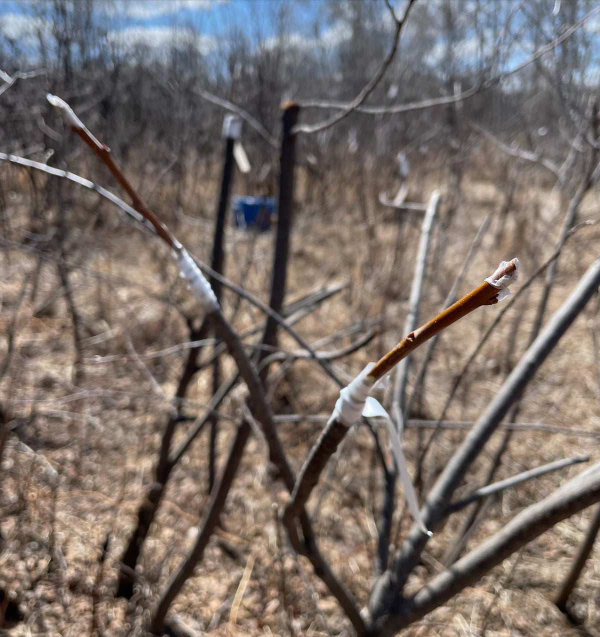top working chokecherry this week, image 2 of 2