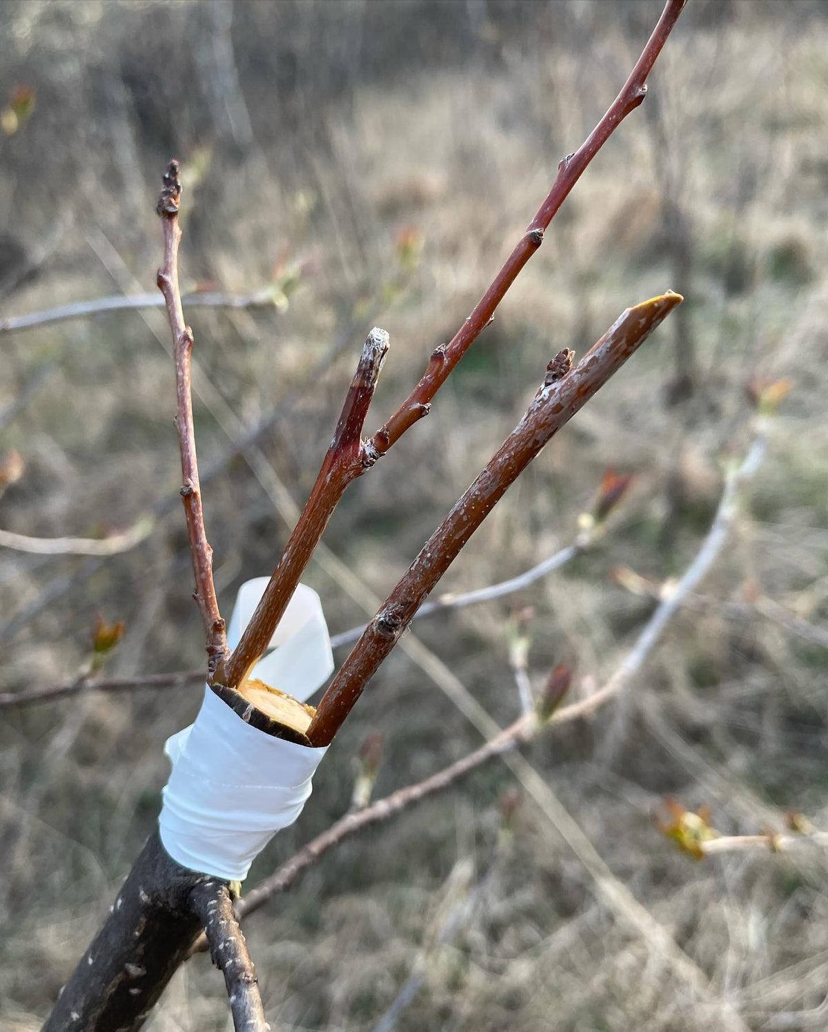 top working stock trees with all sorts of prunus, image 1 of 2