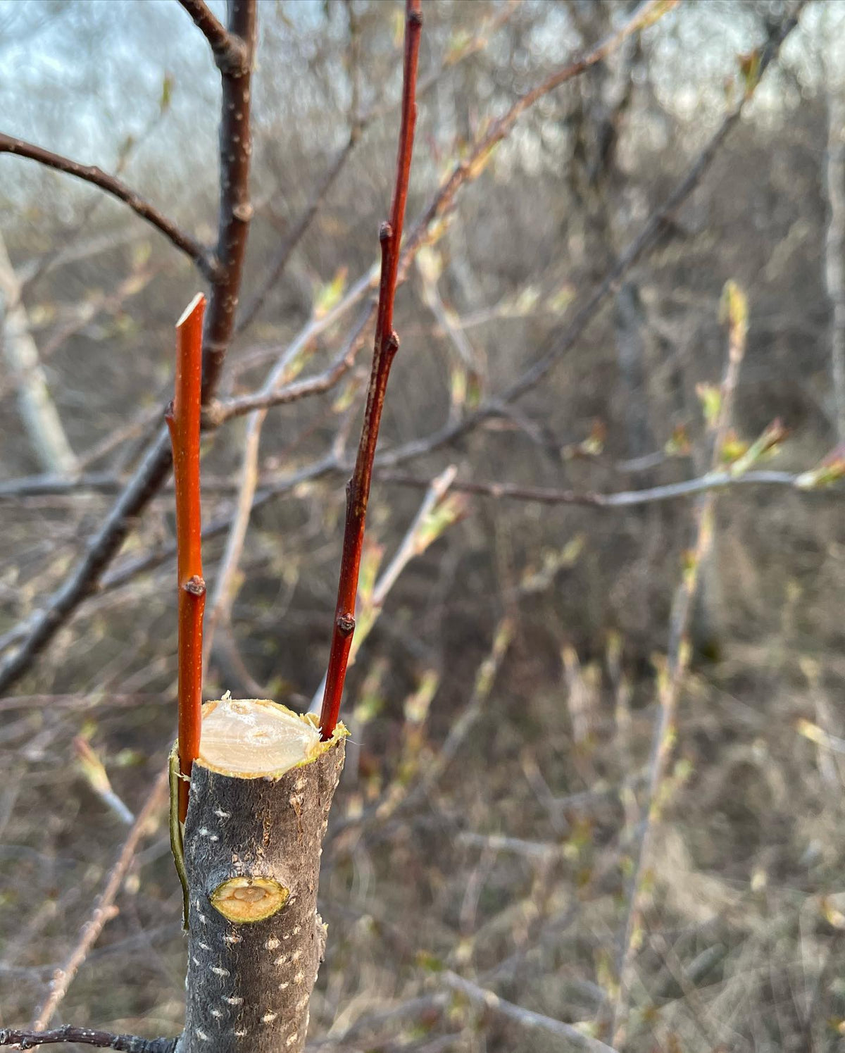 top working stock trees with all sorts of prunus, image 2 of 2
