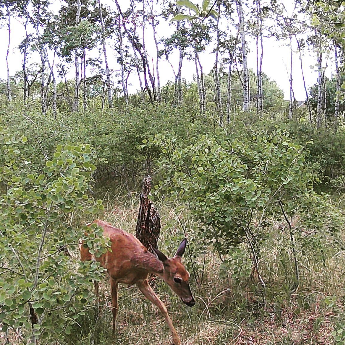 trailcam caught a young deer browsing nearby #trailcam #deer #whitetaildeer