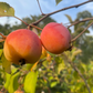 Pommier Trailman 