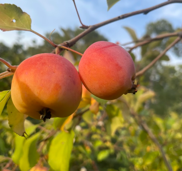 Trailman Apple Tree
