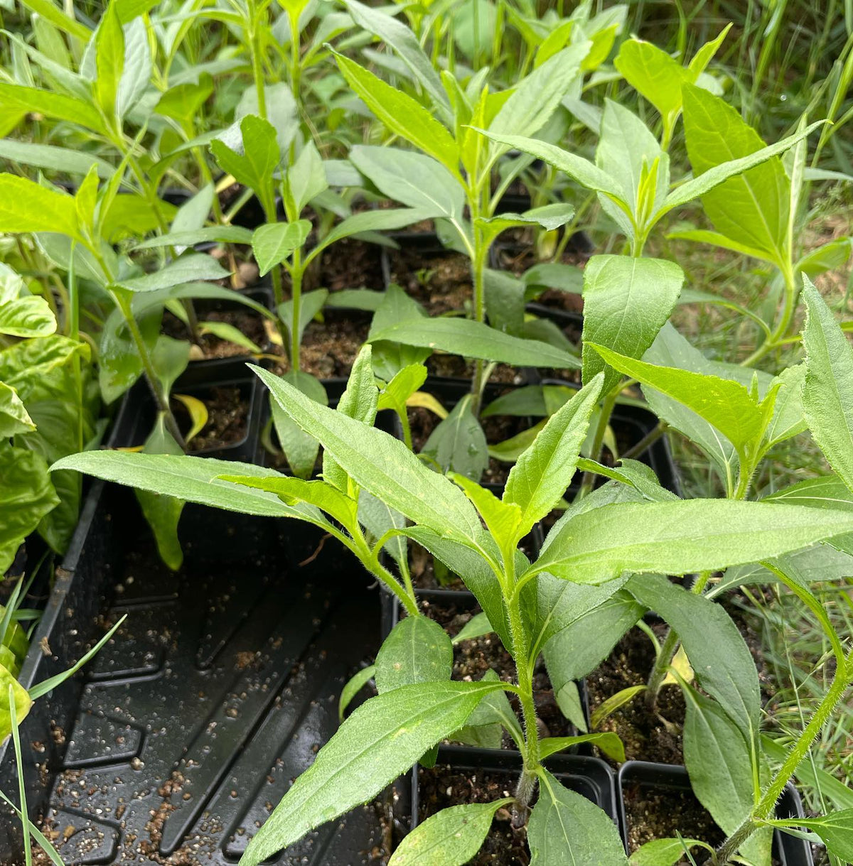 tray of jersusalem artichokes about one month old from seed, image 1 of 2